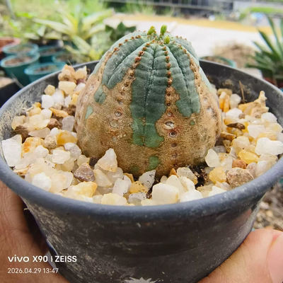 欧布布纹球侧芽株根系稳盆仙人球一物一拍带盆发稀有品种多肉4/29