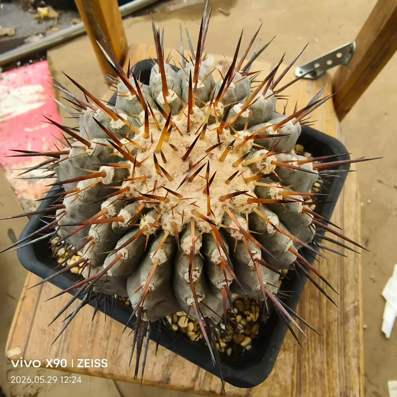 单刺大孤龙丸粗棕刺12cm植物潮流懒人绿植一物一拍带盆发多肉5/29