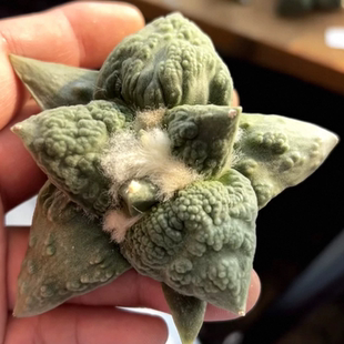 实生大形体怒涛/s146岩牡丹属潮流仙人球室内稀有一物一拍2/9