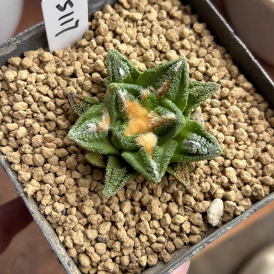 泰系实生辛顿牡丹/s117仙人球一物一拍易养护室内盆栽包邮8/25