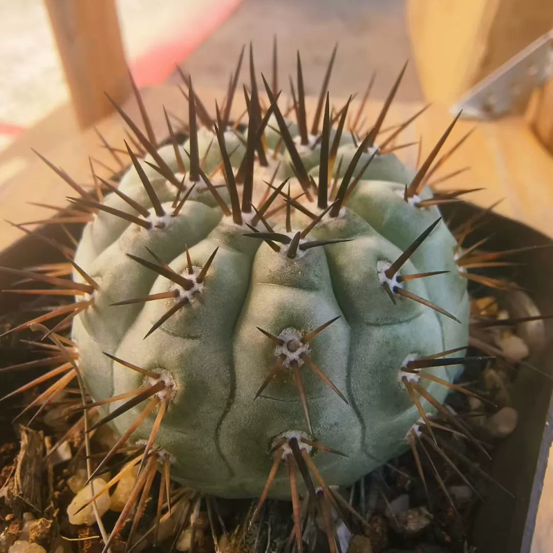 孤龙丸侧芽自根 根系很好龙爪球仙人球桌面植物一物一拍多肉11/24