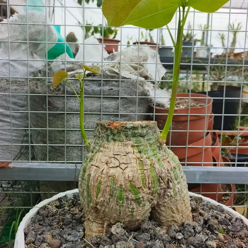 16cm龟甲木棉纹理清晰肚子肥圆块根室内盆栽一物一拍多肉10/26