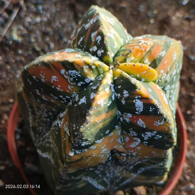 鸾凤玉锦星球属仙人球潮流老球自根多肉室内盆栽一物一拍2/3