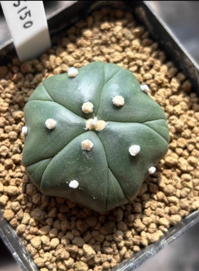 泰系实生海星体5瓣腹棱琉璃兜s150星球属仙人球一物一拍多肉11/13