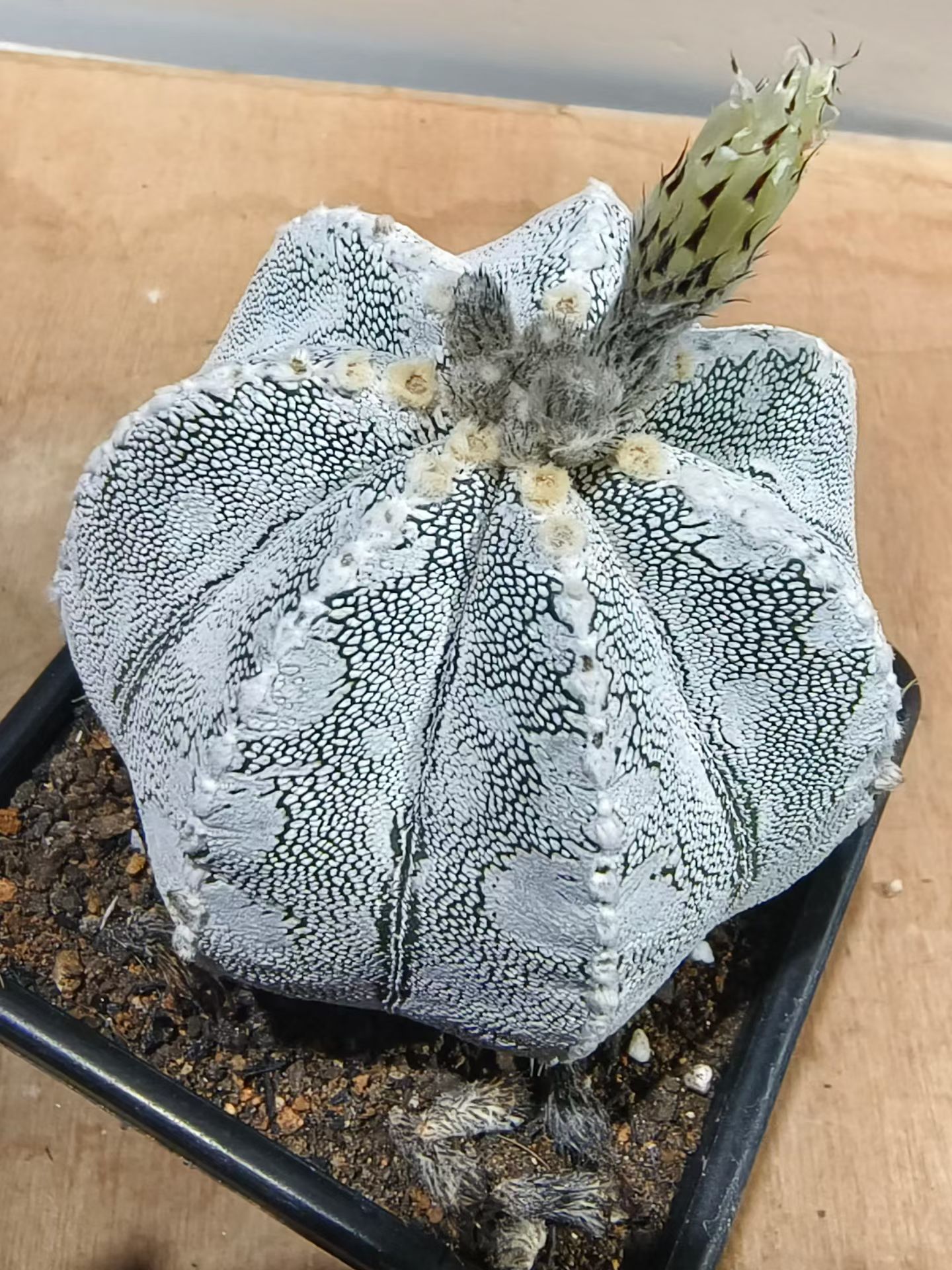 蟒蛇纹恩冢鸾凤玉。斑点纹很特别，自根沙生一物一拍盆栽多肉7/20