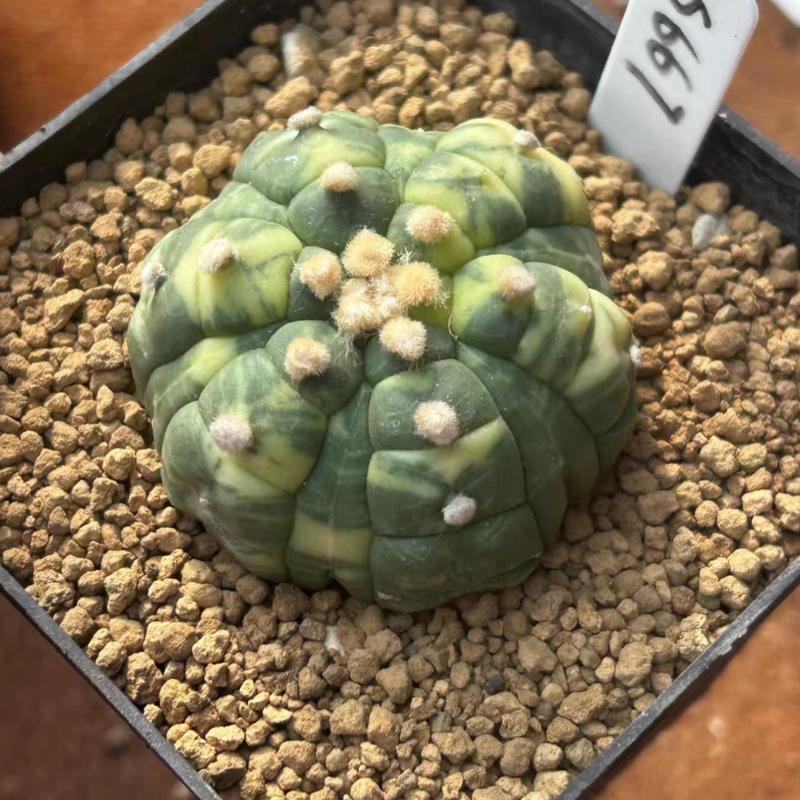 泰系实生龟甲兜锦/s667星兜属潮流多肉植物一物一拍稀有品种9/7