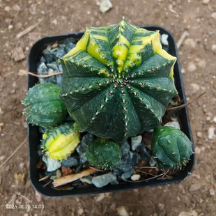 泰系布纹球锦群生大戟科块根植物室内盆栽稀有物种一物一拍1/26