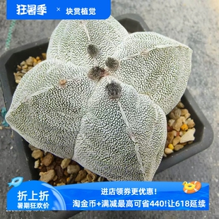 矮趴款龟甲恩冢鸾凤玉 实生星球属仙人球一物一拍易养护包邮7/3