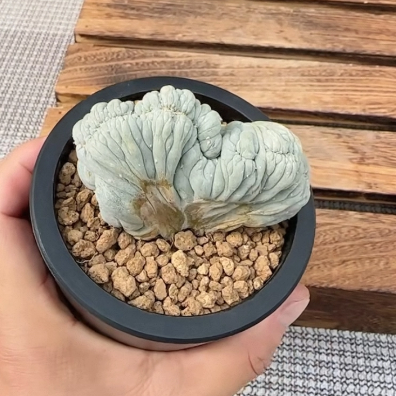 无刺草球缀 ，实生分株大萝卜根8.3小众绿植多肉一物一拍12/12