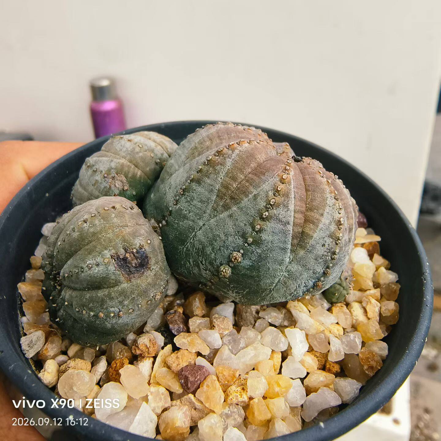 布纹球小群生，纹理超帅大戟科块多肉植物