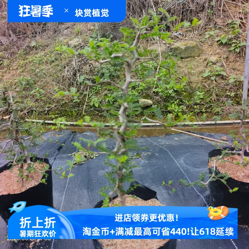 滔天橄榄潮流块根植物一物一拍易养护稀有品种包邮5/25