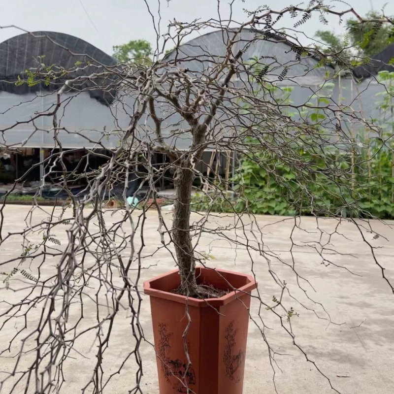 实生象足漆树,块根植物5CM左右,块根桌面多肉稀有一物一拍4/8
