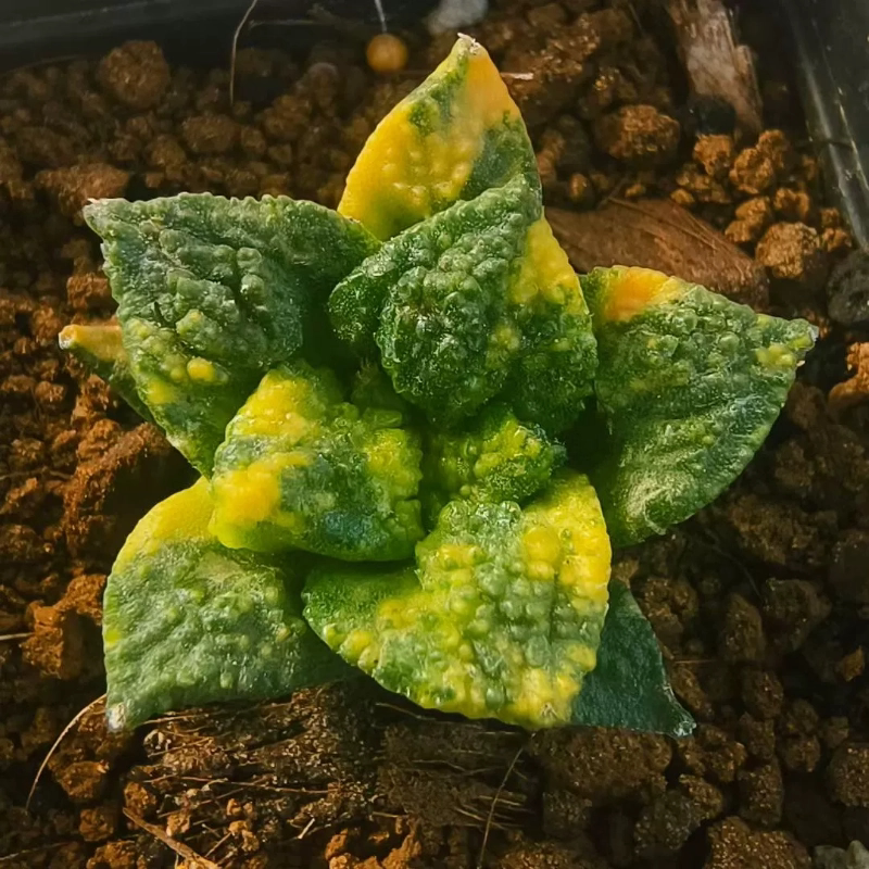 实生龟甲牡丹锦散斑锦潮流 仙人球桌面植物一物一拍多肉11/24