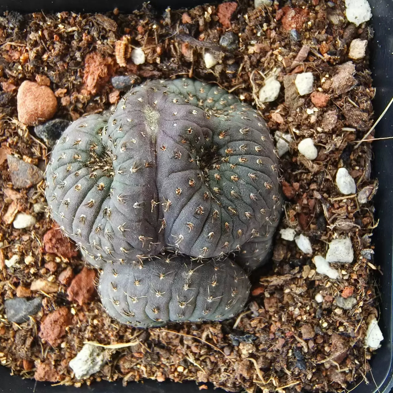 大型士童缀化，自根株已发根仙人球可带盆发多肉稀有一物一拍4/14