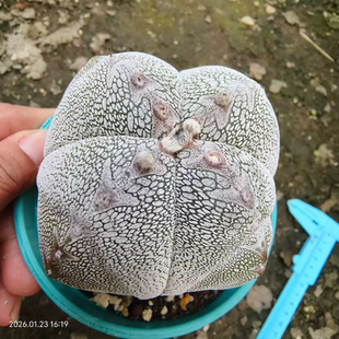 实生四角恩冢鸾凤玉，宽v纹矮趴体懒人植物小众多肉一物一拍1/23