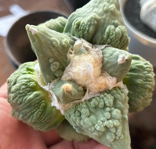 草球嫁接大形体怒涛/s491懒人沙生小众品种多肉一物一拍12/16