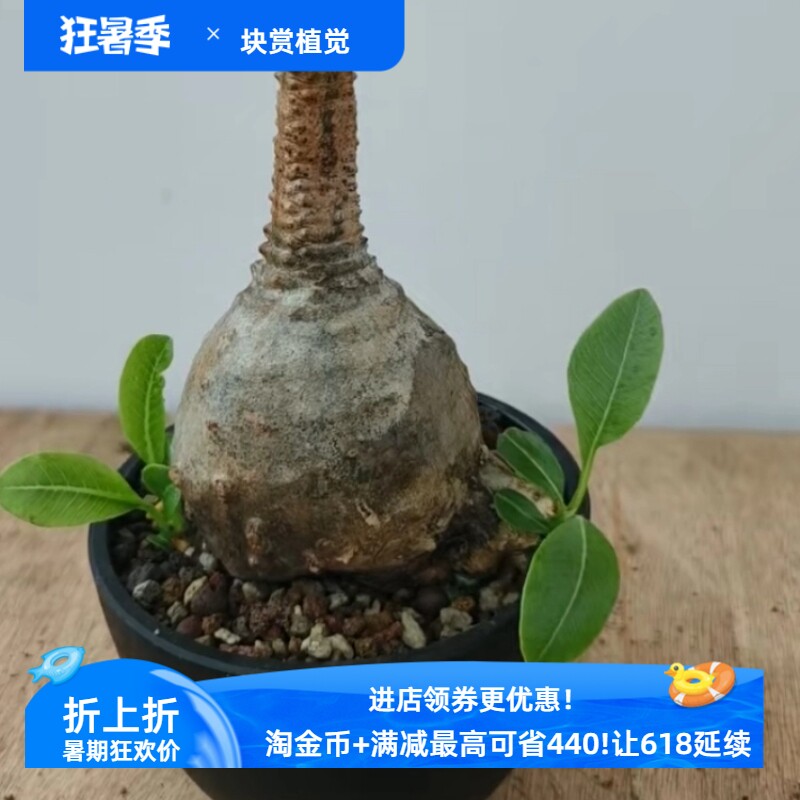 肚子6.5cm原地温莎瓶干。肚子圆熟桩子棒槌树属块根一物一拍7/11