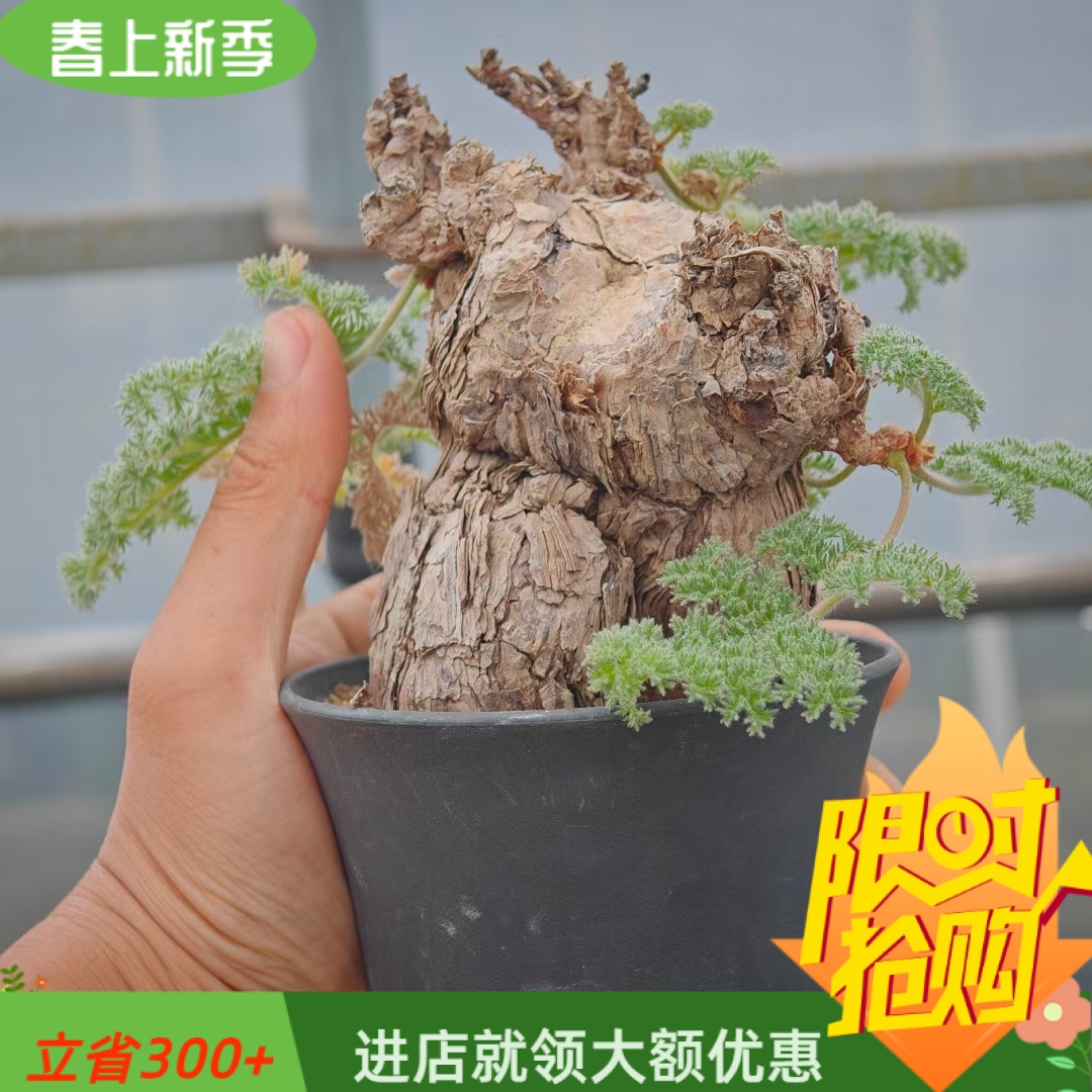 枯木洋葵冬型种潮流懒人易养护块根植物一物一拍多肉潮流植物4/13