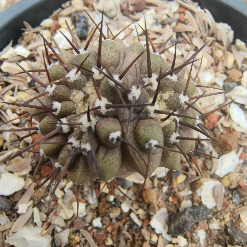 实生黑王丸连体缀化仙人球植物一物一拍室内盆栽带盆发多肉6/19