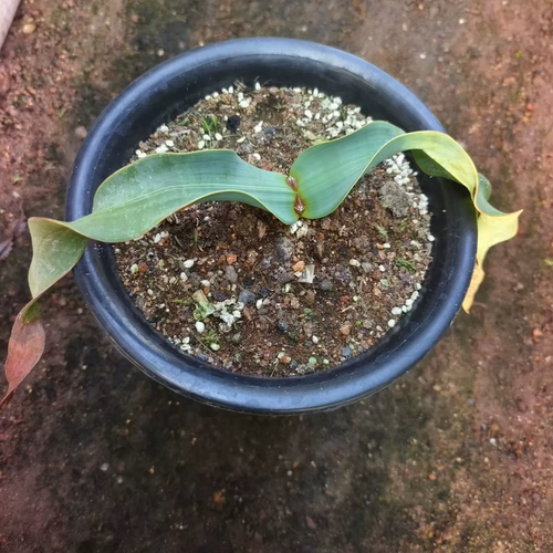 百岁兰千岁兰潮流懒人室内盆栽块根植物室内盆栽一物一拍多肉9/21