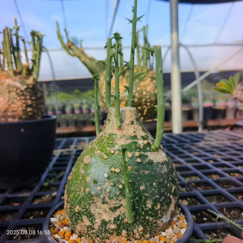 肚子很圆的球腺蔓块根植物一物一拍室内盆栽潮流多肉包邮8/10