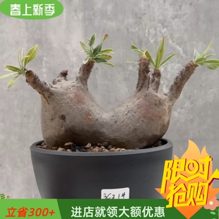 双头象芽宫14CM潮流易养护稀有品种棒捶树属一物一拍多肉植物5