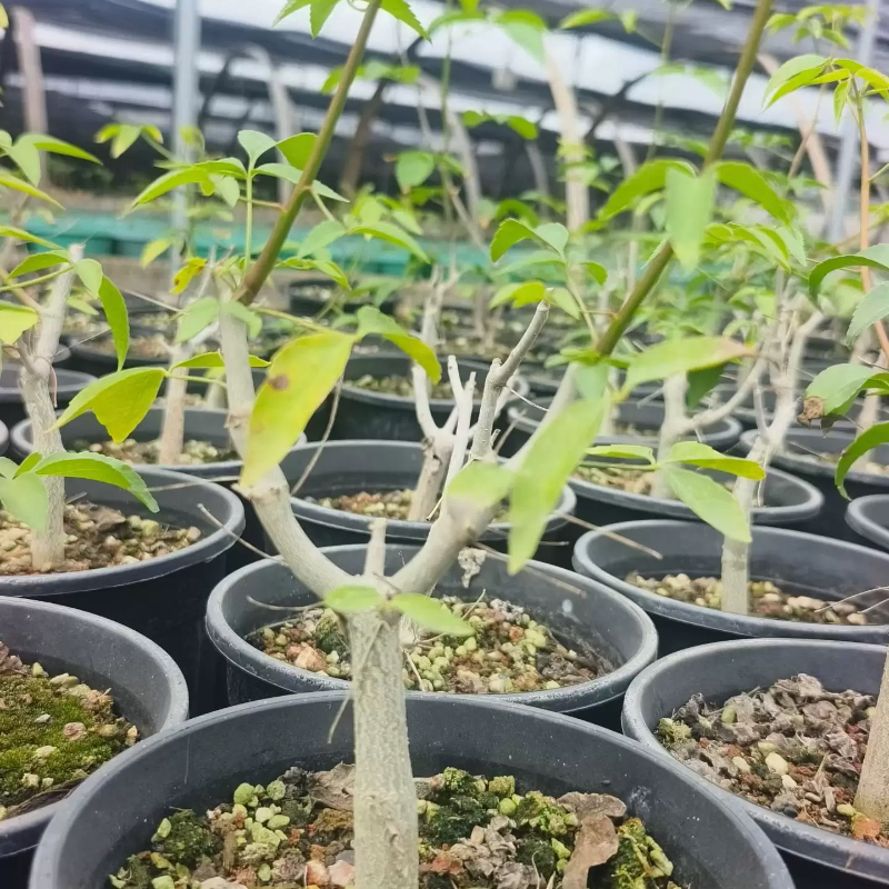实生艾米橄榄潮流懒人块根择优发带盆发稀有品种多肉5/1