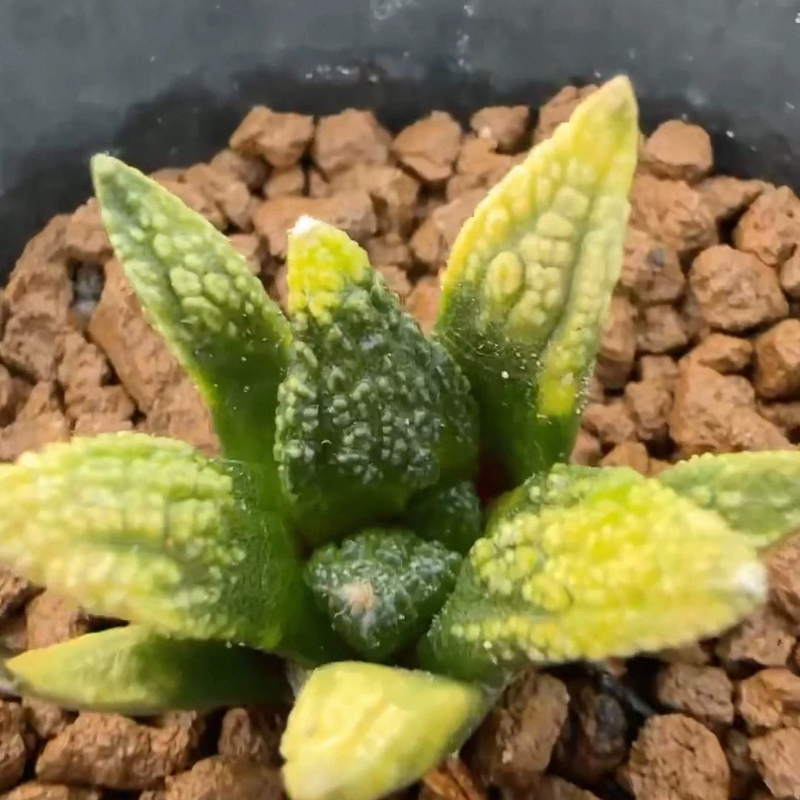 实生草球锦,辛顿牡丹锦泰系输入浓黄锦仙人球3.4CM一物一拍2/25