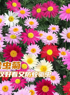 Brief 1 Pack 50 Seeds Pyrethrum Seed Flower Garden Plant See