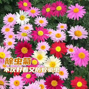 Seed See Pack Plant Garden Flower Pyrethrum Seeds Brief