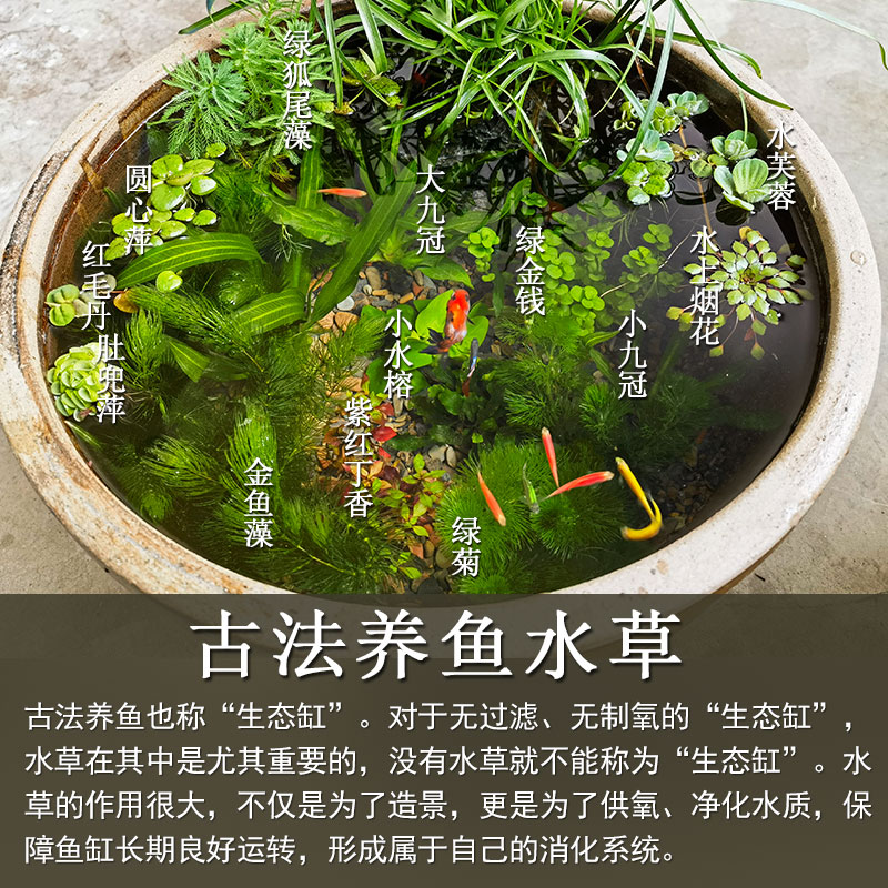 古法养鱼水草懒人净化水质植物造景套餐绿九冠绿菊浮萍生态原生缸