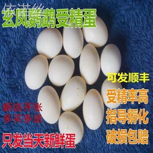 玄凤鹦鹉受精蛋种蛋鸟蛋虎皮鹦鹉鸟种蛋可人工孵化黄化玄凤受精
