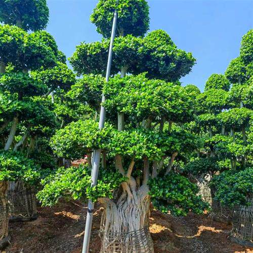 极速大型造型榕树盆景小叶榕金钱榕摇钱树四季常绿室内外庭院绿化