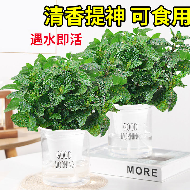 极速薄荷盆栽可食用柠檬薄荷驱蚊草水培好养室内植物花卉绿植迷迭
