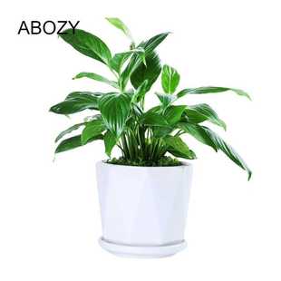 家用长寿乌木专用盆花花盆白色花盆陶瓷大号中号简约绿萝吊兰