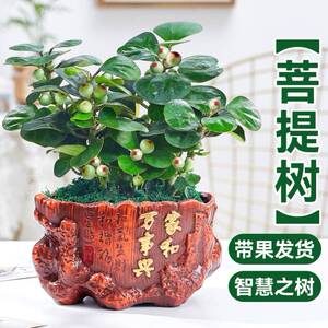 极速菩提树盆栽花卉带果盆景发财树书房办公室招财绿植花卉小盼智