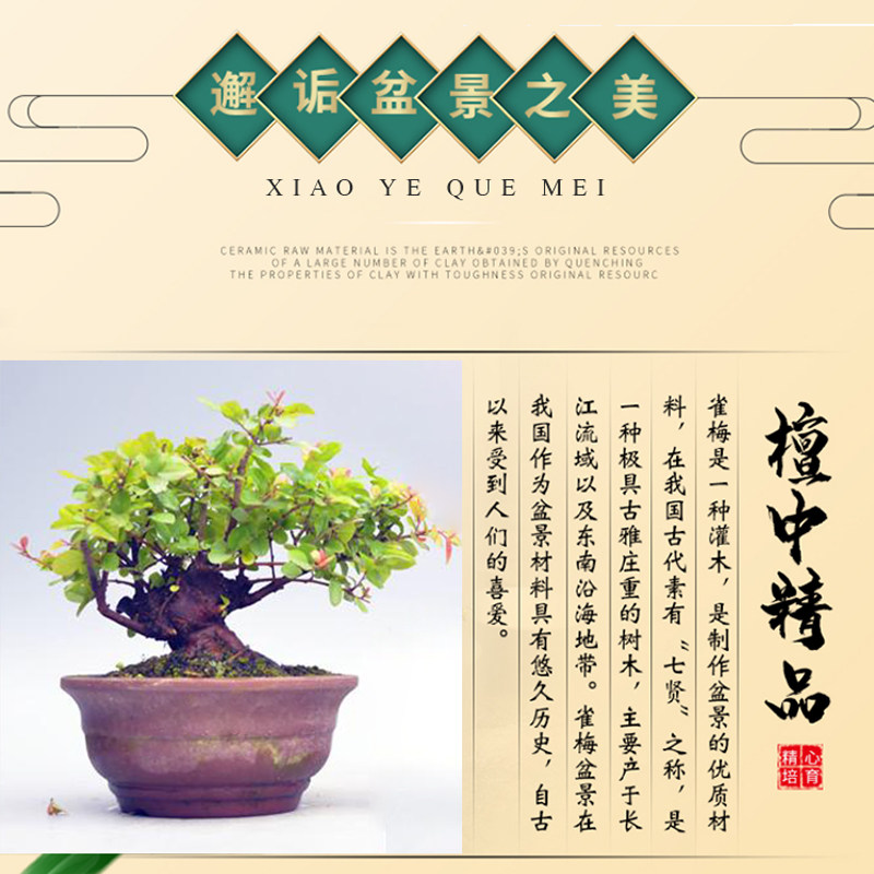 极速禅意小叶红芽雀梅微型盆景盆栽掌上籽播原生造型老桩矮霸室内