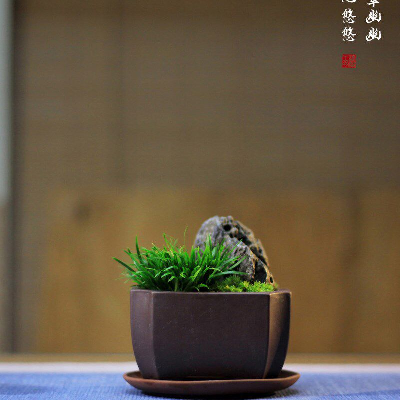 极速伴石金钱虎须菖蒲盆景蒲草苔藓紫砂茶桌办公桌面小盆栽绿植花
