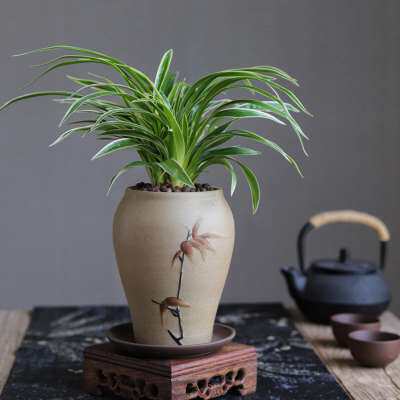 极速金边吊兰花禅意新中式茶室办公室观叶盆景迷你吸甲醛净化空气