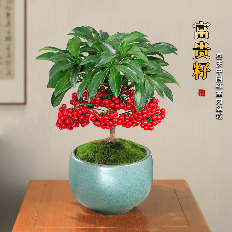 极速富贵籽盆栽带果金玉满堂盆景植物室内好养耐寒招财富贵子客厅