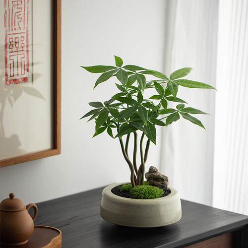 极速静艺花舍 奇趣发财树盆栽室内桌面花卉植物四季常青好养招财
