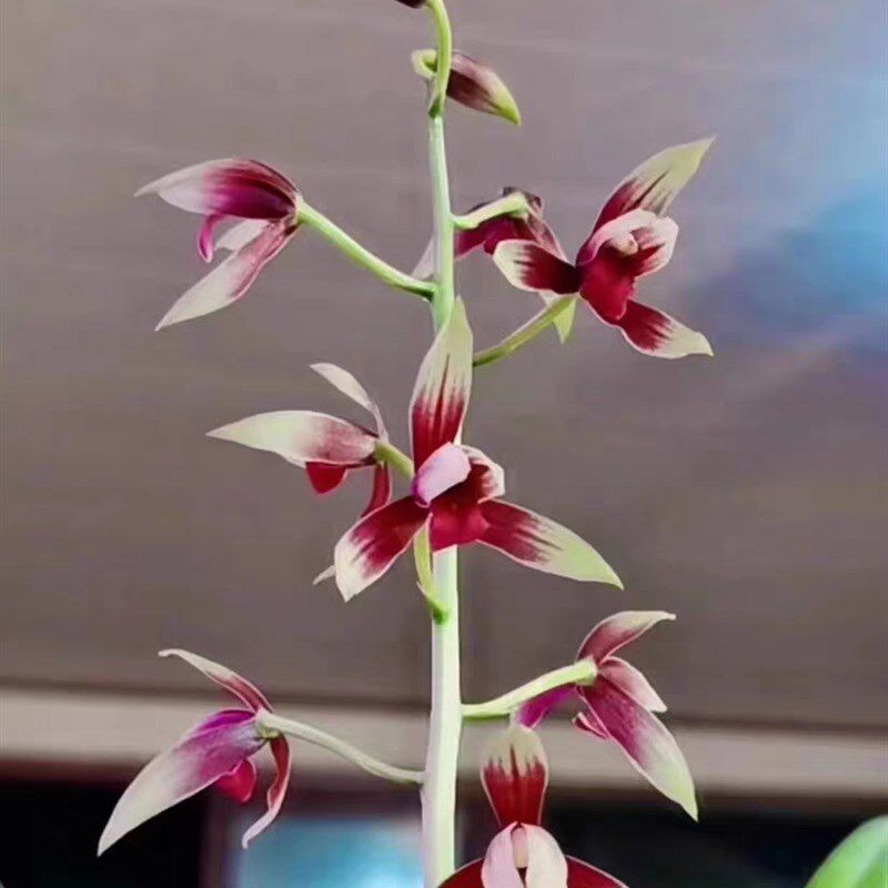 极速兰花苗秋榜【万山红缘】硬化一年半 开花香开品正室内花卉绿