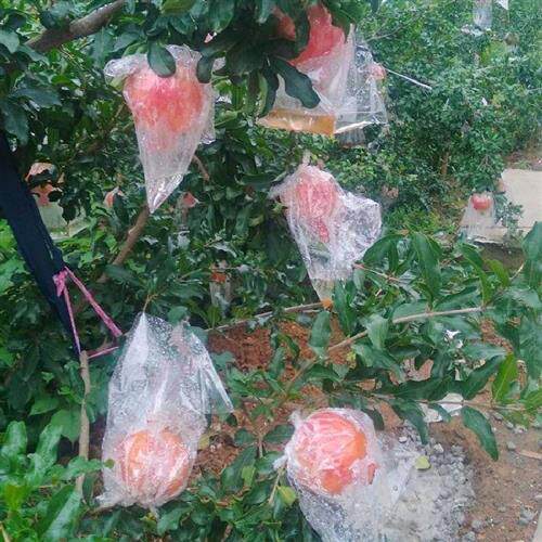 极速石榴袋套袋双层果袋防虫芒果梨子专用袋桃子柚子水果黄桃塑料