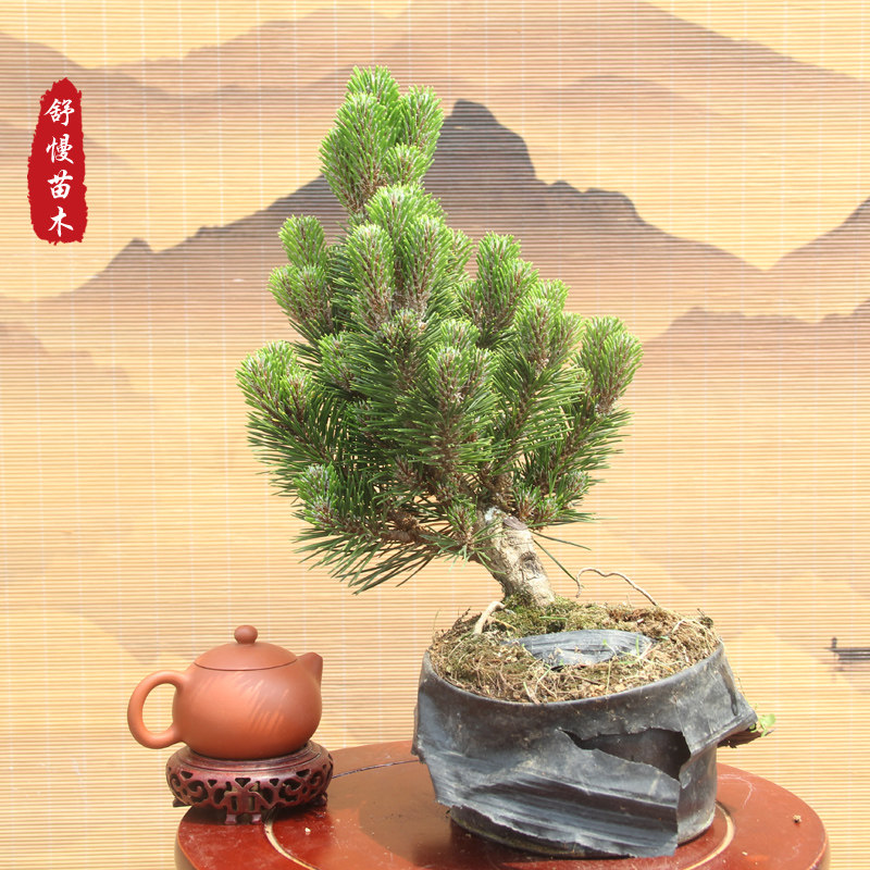 极速千寿丸 日本短针黑松 寿松 非五针松 一物一拍一价 庭院绿植