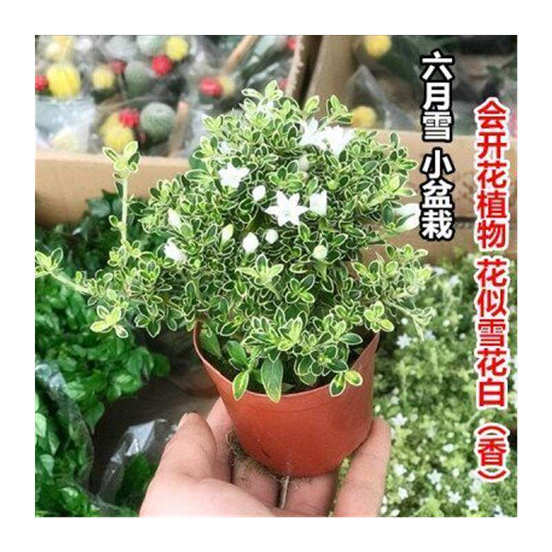 极速开花小盆栽树桩造型金边提根六月雪盆景悬崖微型办公桌面室内