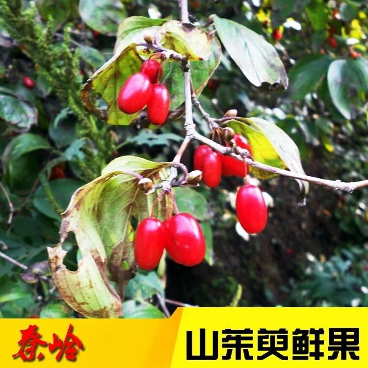 【带核晒干】秦岭非野生山茱萸鲜果中药材山茱萸山萸肉500克