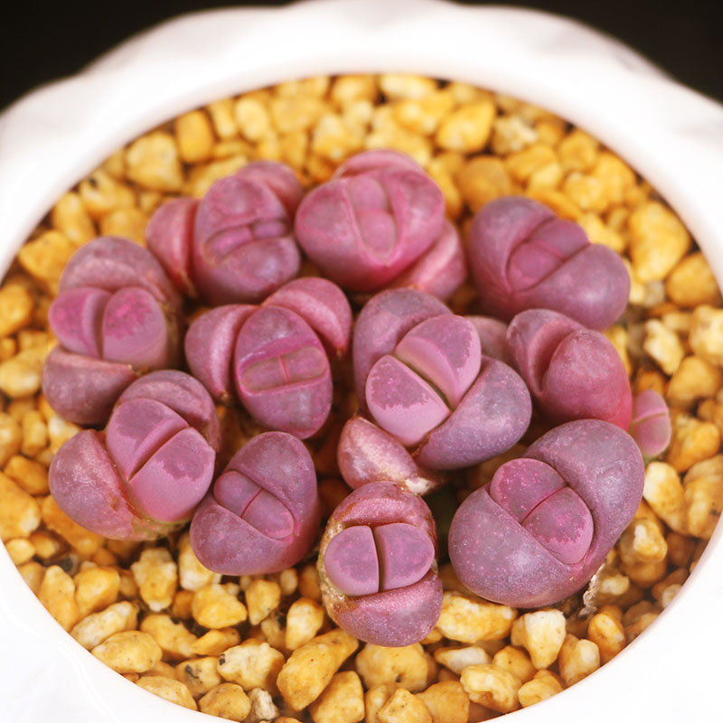 红大内生石花拼盘番杏科多肉植物贵货迷你盆栽绿植屁股花紫红色