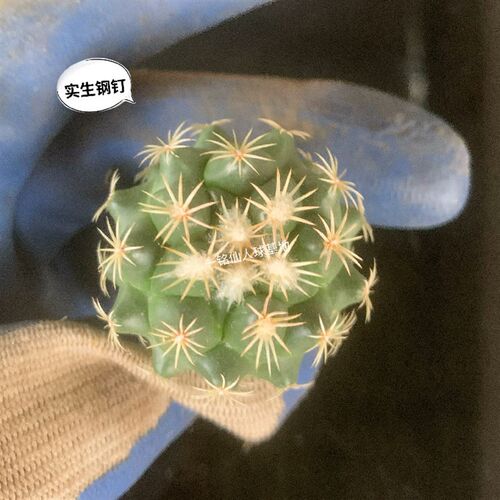 钢钉仙人球实生优选母本强刺球顶花球属稀有品种多肉植物品种对版