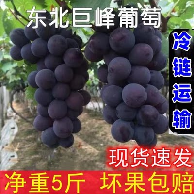 现摘巨峰葡萄新鲜5斤当季孕妇时令水果整箱包邮非黑提无籽红提子