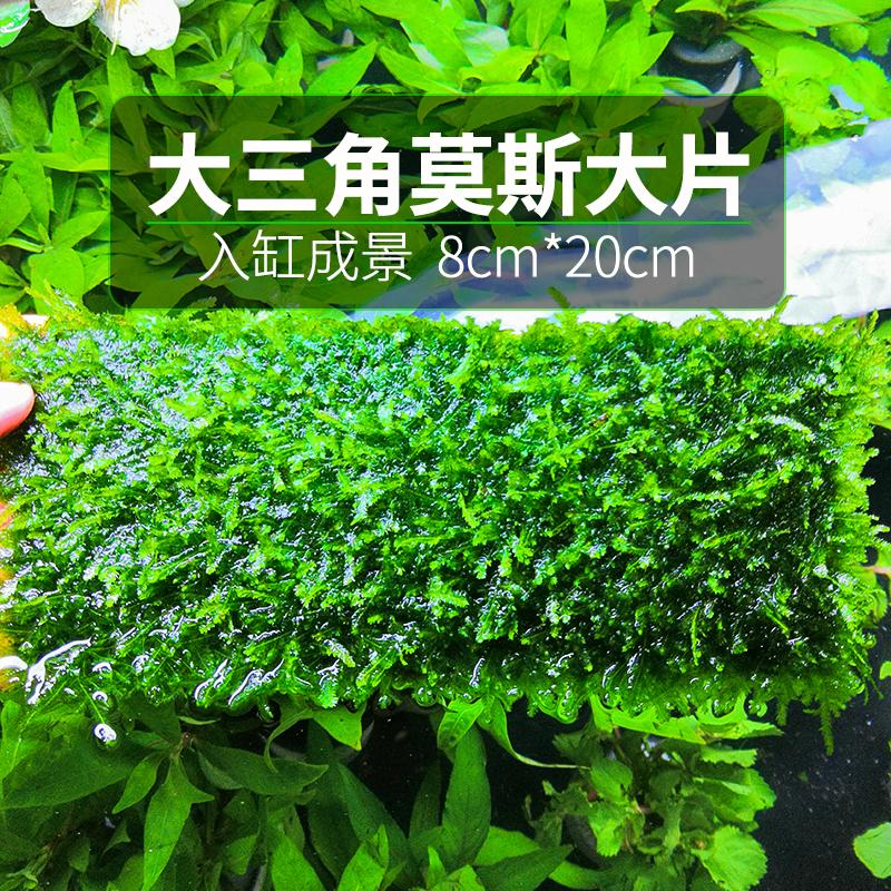 大三角莫斯水草鱼缸沉木造景入门级活体无土水草阴性好养莫丝网片